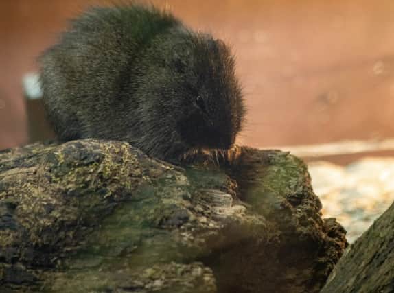 Another new species has arrived at Marwell - Brazilian guinea pigs.