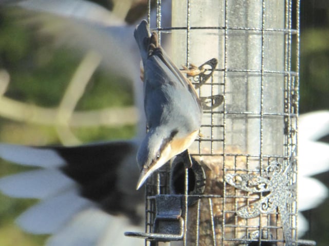 This nuthatch was seen visiting Nick Morrish's Catisfield back garden.