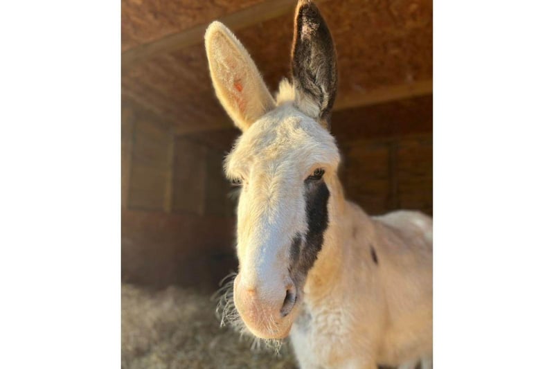 Take a look at some of the lovely donkeys that are at the Hayling Island Donkey Sanctuary.