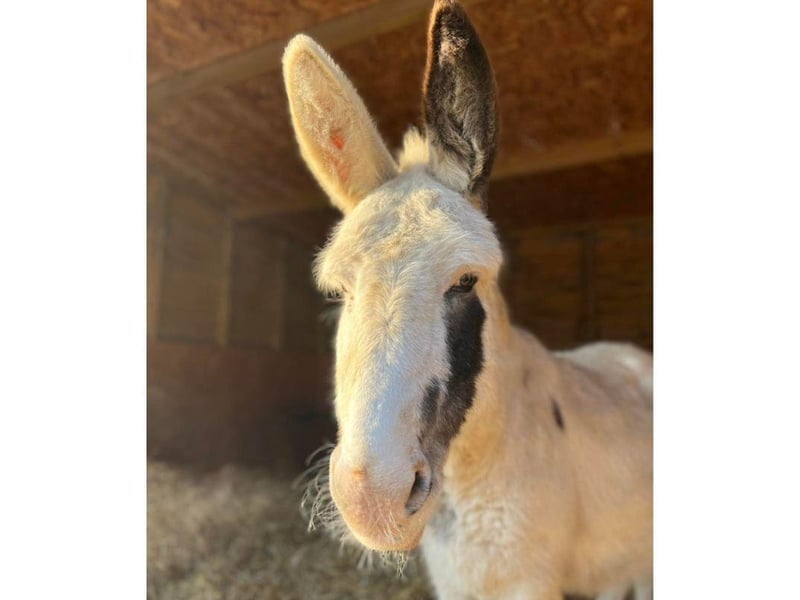 Take a look at some of the lovely donkeys that are at the Hayling Island Donkey Sanctuary.