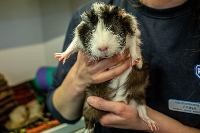 RSPCA The Stubbington Ark, Stubbington on Tuesday 13th February 2024

Pictured: May 

Picture: Habibur Rahman