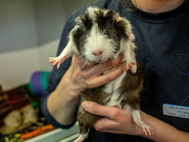 RSPCA The Stubbington Ark, Stubbington on Tuesday 13th February 2024

Pictured: May 

Picture: Habibur Rahman