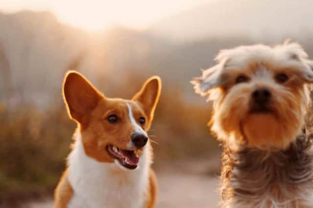 Bereavement Care helps people grieving for a beloved pet