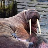 Undated handout photo issued by Stuart Ford of a walrus at Scarborough Harbour. Picture: Stuart Ford/PA.