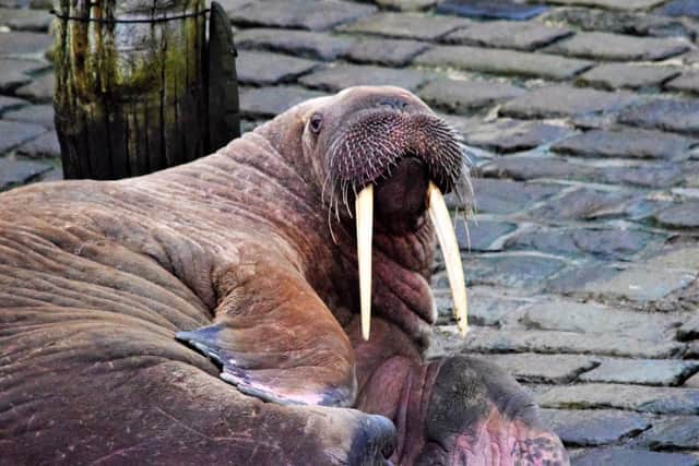 Undated handout photo issued by Stuart Ford of a walrus at Scarborough Harbour. Picture: Stuart Ford/PA.