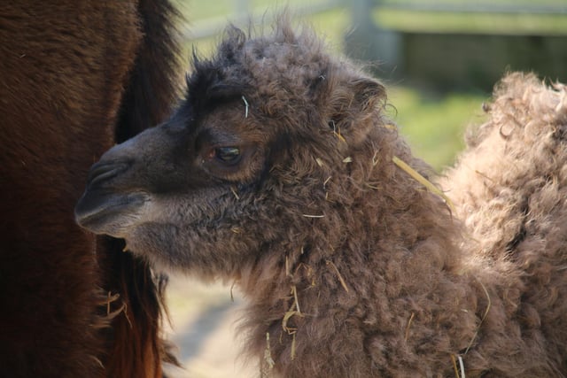 There have been some new arrivals at Yorkshire Wildlife Park