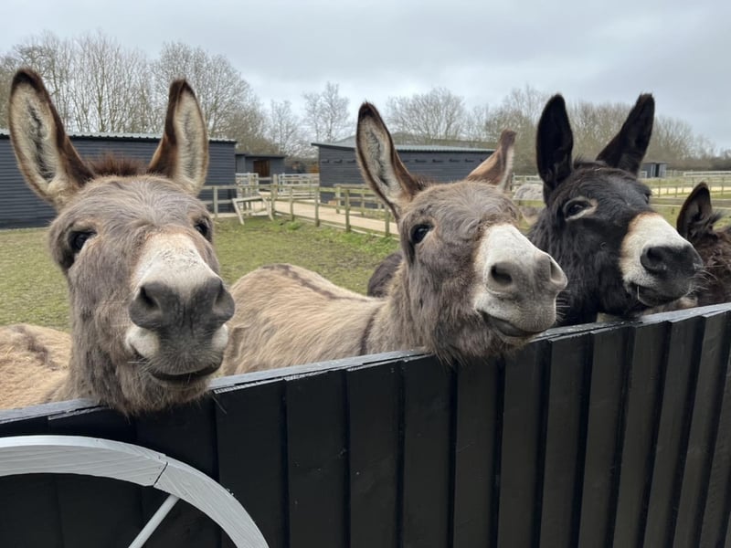 Take a look at some of the lovely donkeys that are at the Hayling Island Donkey Sanctuary.