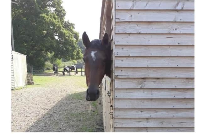 Jane Soul, 65, of Eastleigh, was originally served with enforcement notices ordering her to remove stables and stop keeping horses on land in Privett back in 2013. Pic EHDC