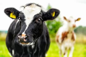 Bovine TB, caused by mycobacterium bovis, affects both cattle and wildlife, leading to severe economic and emotional burdens for farmers. (Pic supplied)