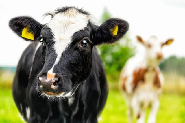 Stock image of a cow