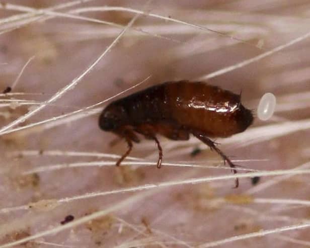   Fleas in your pet’s fur could be just part of the problem, with carpets and bedding harbouring more of the infestation  