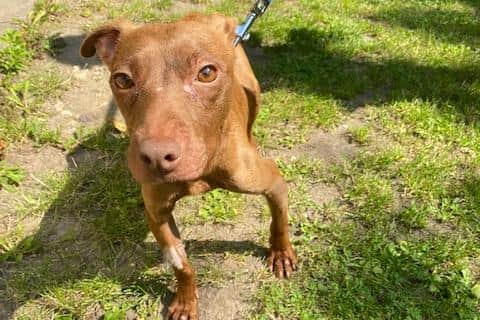 Tina the dog was dumped in a lane in Corhampton. Photo: RSPCA