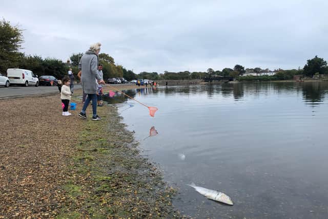 The recent heatwave is believed to have caused oxygen levels of the water to plummet, causing the mass die-off. Picture: Richard Lemmer