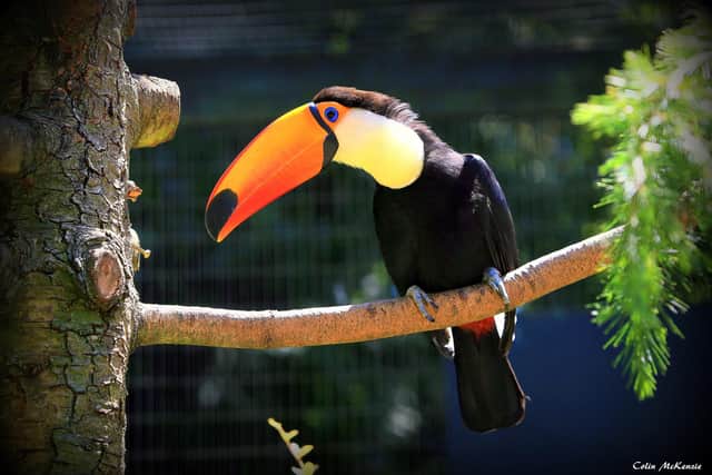 A toucan at Birdworld. Picture: Colin McKenzie