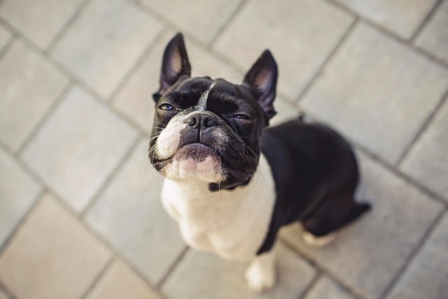 Boston terriers are easy to train, have a great disposition and are very loving dogs. 
Picture Credit: Adobe Stock