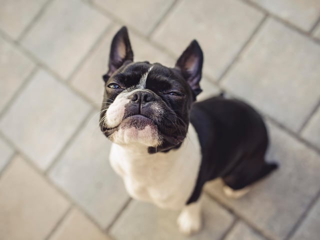 Boston terriers are nicknamed 'the American Gentleman' because of their 'gentle disposition, intelligence, and suitability as companions and house pets.' Picture Credit: Adobe Stock