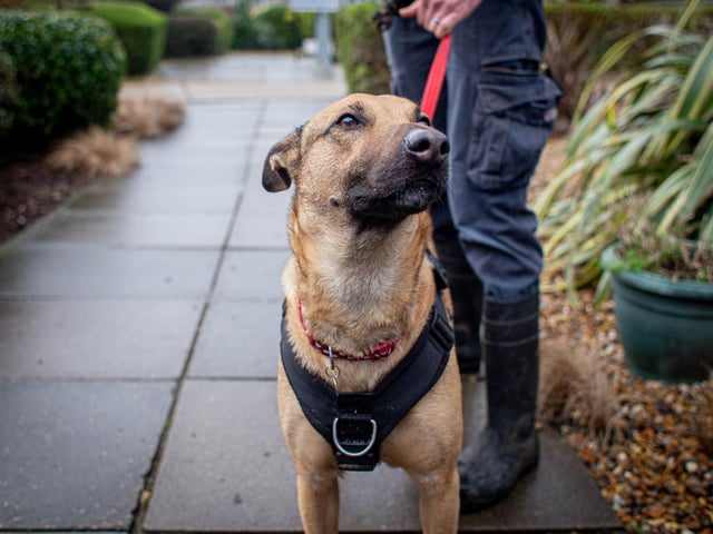 RSPCA The Stubbington Ark, Stubbington on Tuesday 13th February 2024

Pictured: Acorn

Picture: Habibur Rahman
