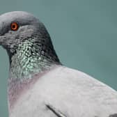 Anyone caught feeding pigeons in the Waterlooville area is currently subject to a fixed penalty notice of £100.