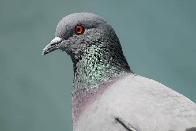 Anyone caught feeding pigeons in the Waterlooville area is currently subject to a fixed penalty notice of £100.