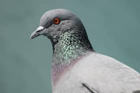 Anyone caught feeding pigeons in the Waterlooville area is currently subject to a fixed penalty notice of £100.