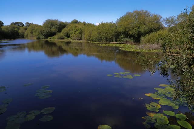 The Isle of Wight's Eastern Yar river could soon be home to beavers. Picture: Iain McLean.