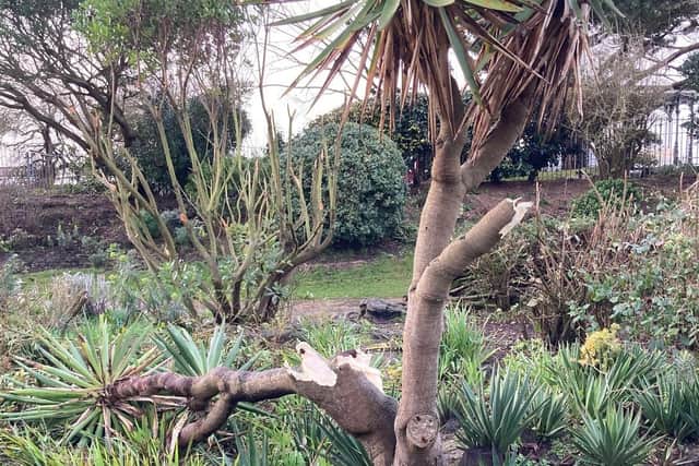 A damaged yucca plant in the Rock Gardens in Southsea, Portsmouth. Picture: Portsmouth City Council