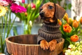 Bloom mascot, Maggie the sausage dog