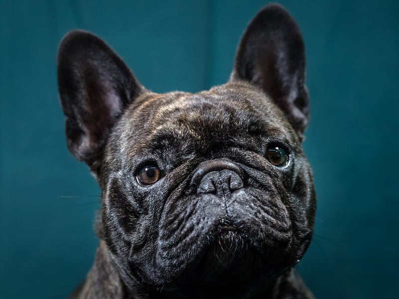 Here are some of the most Instagrammable dogs - The French bulldog had 37,426,453 hastags
(Photo by Matt Cardy/Getty Images)
Picture: Getty