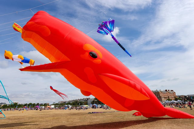 Kite flying enthusiasts had a whale of time on the festival's first day.