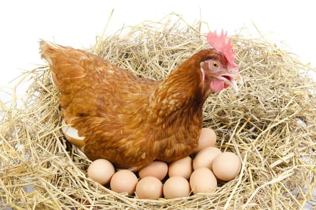 EGGS: Let's hope Bird Flu doesn't make a return... Picture: Shutterstock