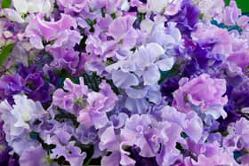 So good you can almost smell them - pale blue sweet peas.