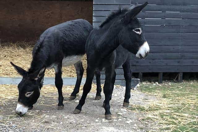 Hayling Island Donkey Sanctuary has put out a plea for help as the centre has been closed to the public due to the coronavirus pandemic