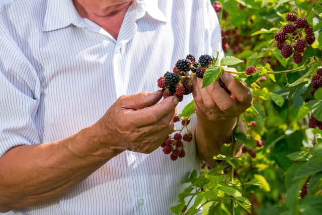 Blackberry foraging (photo: Adobe)