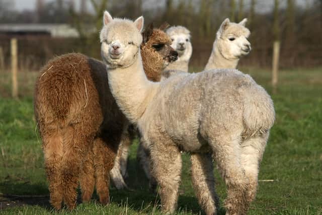 The alpacas themselves will be sold off by the owner. Picture: Christopher Furlong / Getty Images