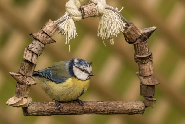 Eagled-eyed Melanie strikes again, this time capturing the blue tit in her garden.