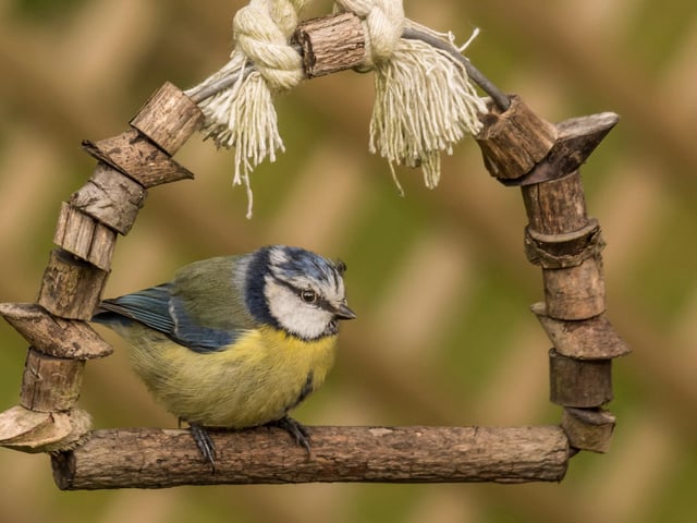 Eagled-eyed Melanie strikes again, this time capturing the blue tit in her garden.