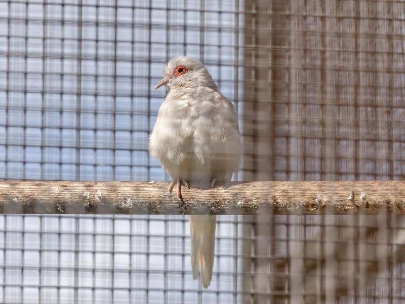 Residents of the aviary at College Park. Picture: Mike Cooter (06042023)