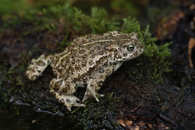 A natterjack toad at the South Downs national Park. The species has been boosted as part of the park's Heathlands Reunited project over the past four years.