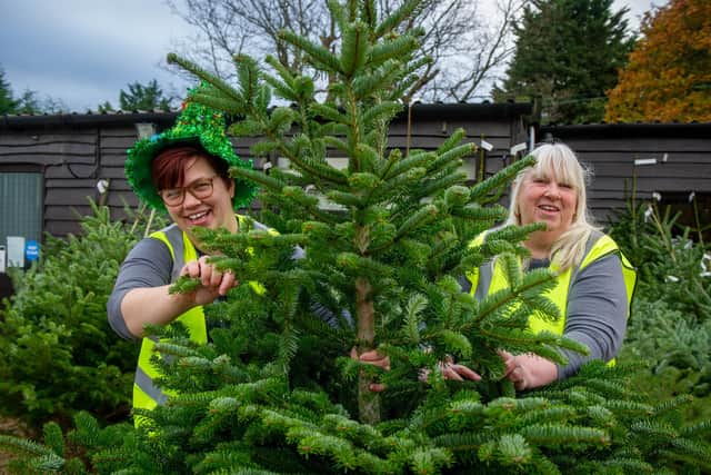 Grand opening of Silverspring. Staff Mollie Fiske and Marie King with some of the Christmas Trees

Picture: Habibur Rahman