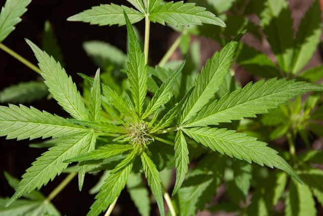 A cannabis plant. Picture: lovingimages/Pixabay (labelled for reuse)