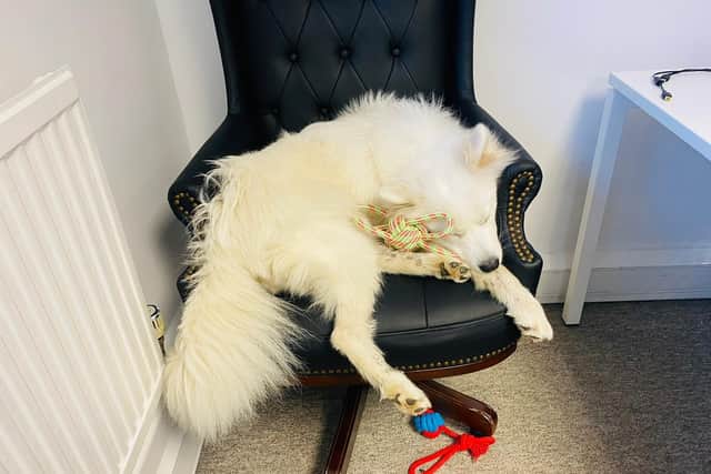 Luna working hard at Toro Recruitment.