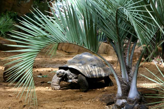 Dolores, a Galapagos tortoise at London Zoo. Picture by Katie Collins/PA Wire