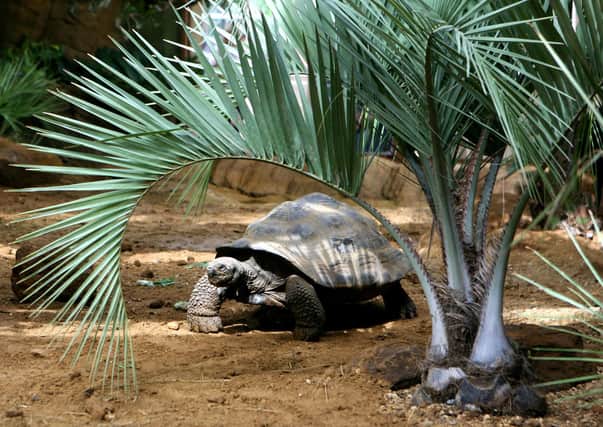 Dolores, a Galapagos tortoise at London Zoo. Picture by Katie Collins/PA Wire