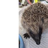 Rescued hedgehog - Gilly the hedgehog was found behind a washing machine in a home in Whiteley.