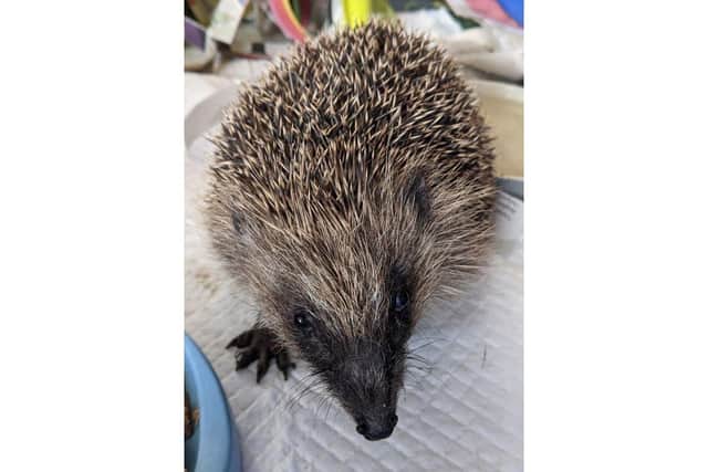 Rescued hedgehog - Gilly the hedgehog was found behind a washing machine in a home in Whiteley.