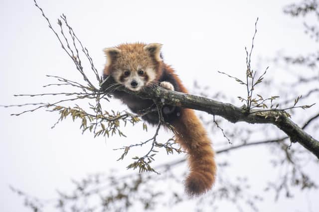 Marwell is thrilled to announce the arrival of a fluffy new addition who has already stolen the hearts of people around the world.
Tashi, an endangered red panda, is settling into his new home at Marwell Zoo after arriving from Paradise Wildlife Park in Hertfordshire today.