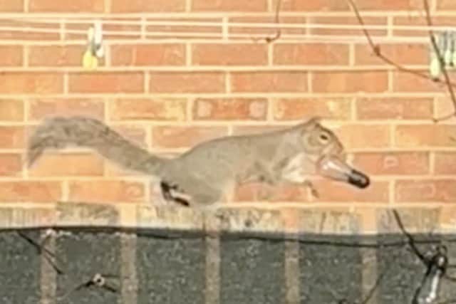 A woman who noticed light blubs missing from her garden captured the culprit on camera - a squirrel who has nabbed a whopping 25 of them. Sophie Del Gaudio O'Brien / SWNS