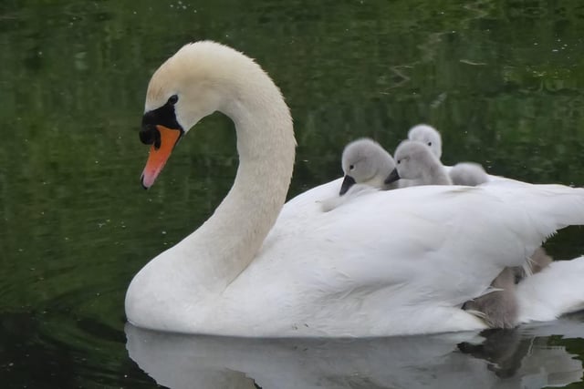 John Buckner captured this beautiful moment as newborn cygnets took a ride on their mother's back.