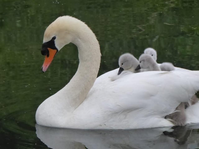 John Buckner captured this beautiful moment as newborn cygnets took a ride on their mother's back.