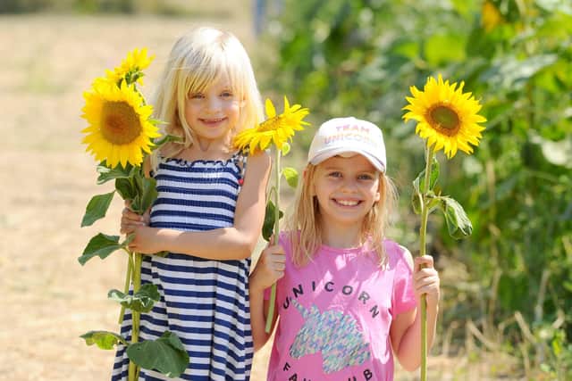 Hannah and Jessica Bryant, aged five and eight, enjoy Sam's Sunflowers.
Picture: Sarah Standing
